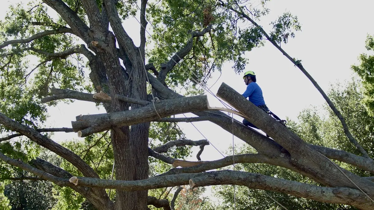 Professional Crown Thinning performed by certified arborists in Dorr