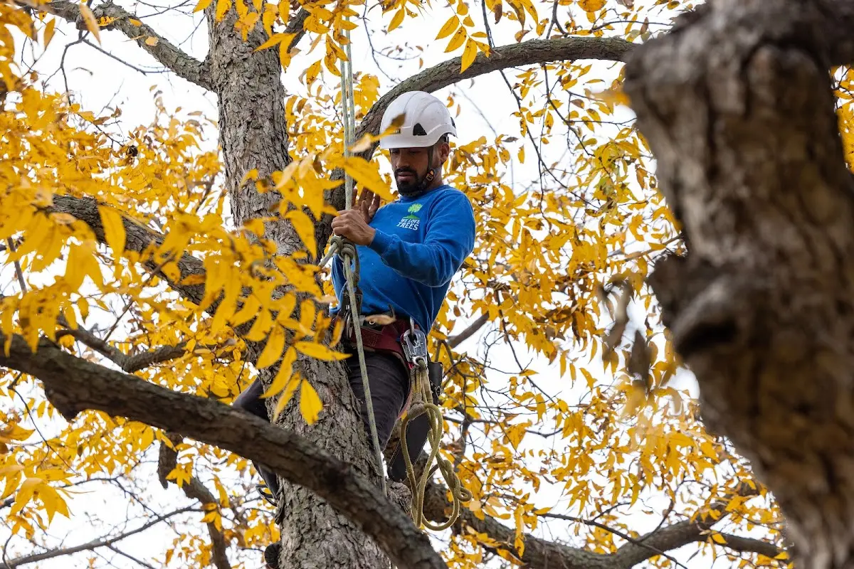 Skilled Tree Planting crew working in Dorr